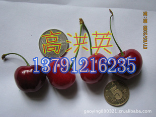 大樱桃，甜樱桃，价格低数量大13791216235信息