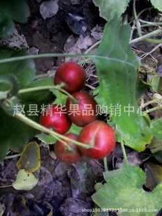 2013年新鲜山楂上市。精华果品基地信息