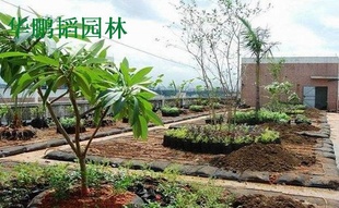 深圳土工布植生袋----屋顶绿化施工新技术信息
