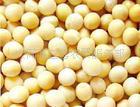 优质精品黄豆（精选过筛粮）信息