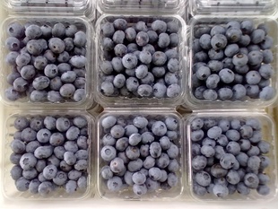 新鲜蓝莓野生蓝莓有机蓝莓东北蓝莓厂家批发休闲零食信息