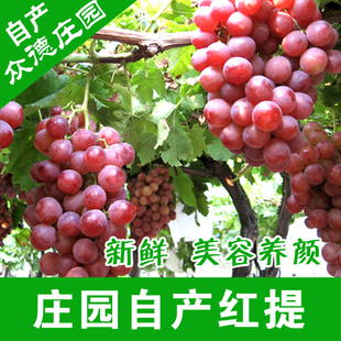 海阳基地直供无公害新鲜红提葡萄批发量大从优信息