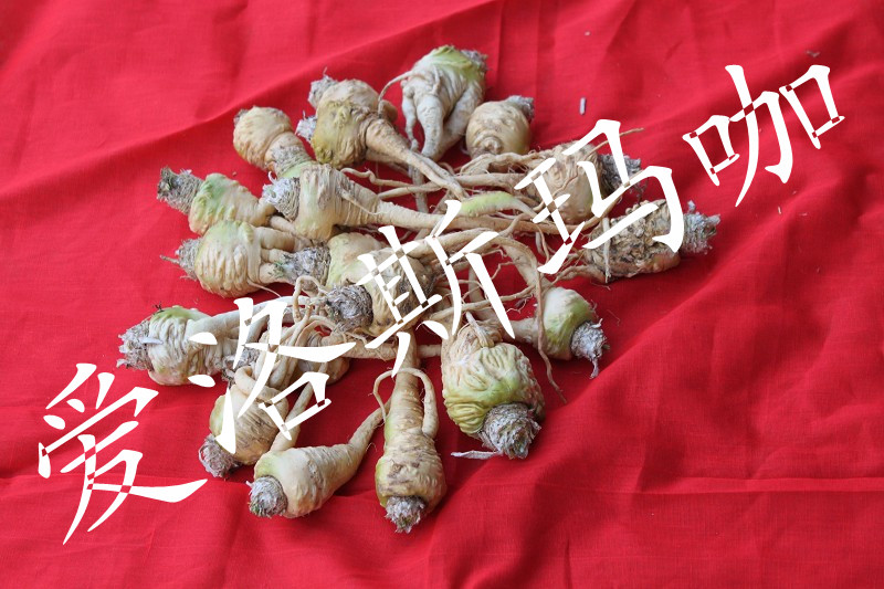 玛咖鲜果 爱洛斯玛咖鲜果 保证最低价出售 丽江最大的玛咖原料信息