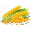 供应玉米（专供饲料厂）