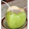 供应椰子汁