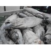 供应 深海金枪鱼与珊瑚鱼类(石斑鱼系列)之冷冻加工