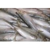 印尼供应冷冻沙丁鱼