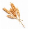 供应小麦