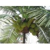供应人造椰子树
