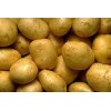 供应土豆