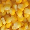 供应黄玉米