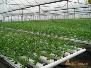 澳大利亚引进无土栽培水培NFT蔬菜种植设施指导水培种植技术信息