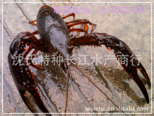 盱眙龙虾|小龙虾全国发货(图)进口龙虾|红龙虾|盱眙小龙虾批发信息