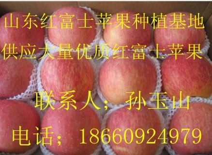 山东红富士苹果基地在哪收购 山东红富士苹果供求批发信息