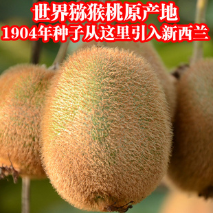世界猕猴桃原产地全球唯一大果绿芯奇异果非红心黄心预售信息