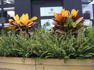 路道木箱盆景信息