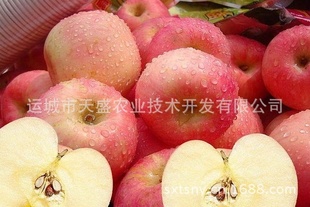 【火热预定】天盛山西运城苹果红富士优质苹果当季水果批发信息