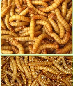 supplylivemealworm信息