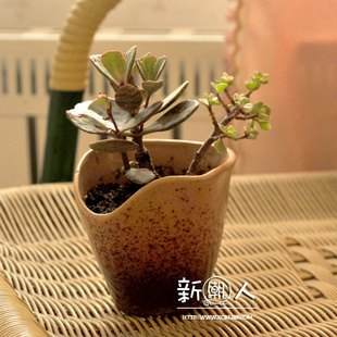 奇特荷叶口厂家直销优质迷你外贸陶瓷花盆自身带孔信息