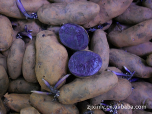 黑土豆，紫土豆，提供技术指导信息