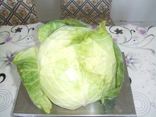 2012年新鲜蔬菜保鲜甘蓝优质包菜大头菜出口甘蓝信息