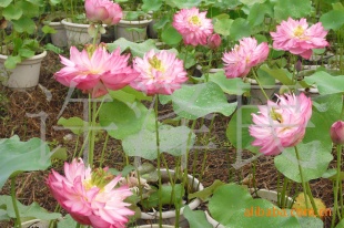 荷花盆景、草花盆景、花草盆景、莲花盆景、盆景信息