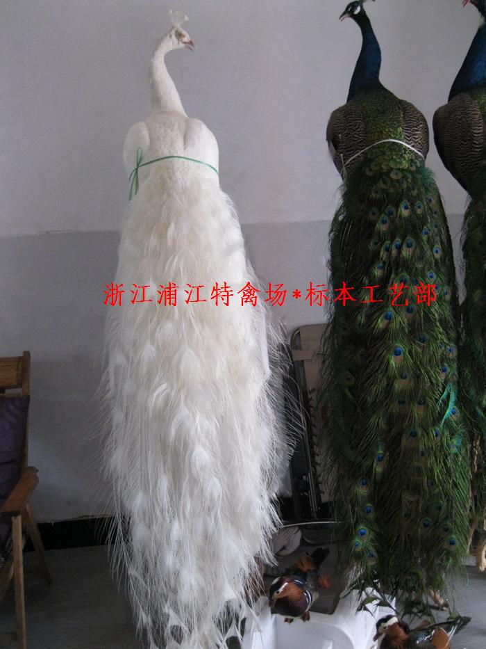 天然家居装饰孔雀标本工艺品信息