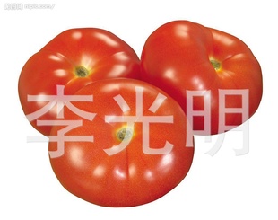 直销西红柿无公害番茄西红柿信息