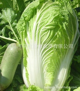 平度惠德蔬菜大量保鲜蔬菜大白菜优质无公害白菜敬请订购信息