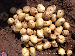 保鲜蔬菜新鲜土豆马铃薯优质出口级土豆各种规格土豆信息