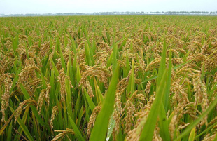 优质大米优质大米销售长期厂价直销提供优质大米的厂家信息