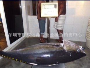 马尔代夫刺身鱼生片原料--冰鲜金枪鱼整鱼（0-4度保鲜空运）信息
