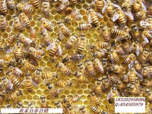 蜂蜜(农家)信息