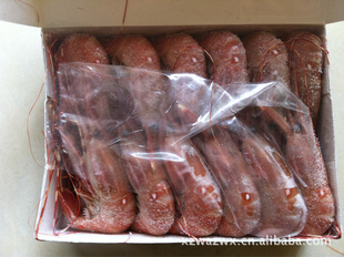 旭升生蚝进口（批发高档）加拿大牡丹虾20-24信息
