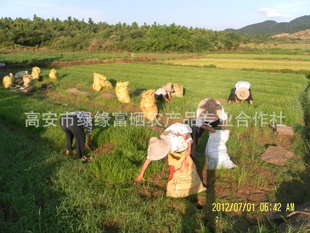 江西厂家、特优级水稻批发、2012新水稻、有机水稻信息