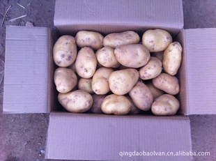 2012年新鲜蔬菜保鲜土豆工厂专供出口级土豆胶州荷兰土豆信息