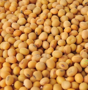低温烘焙熟黄豆5KG/包黄豆批发现磨五谷豆浆原料信息