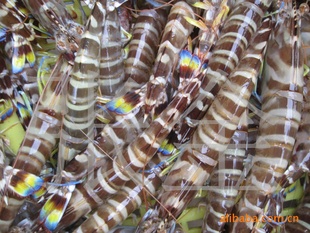 水产品海鲜海虾天然花竹虾信息