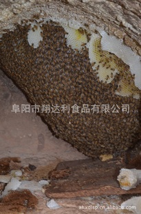 厂家直销原生态土蜂蜜中蜂蜜野蜂蜜优质枣花洋槐蜂蜜批发信息