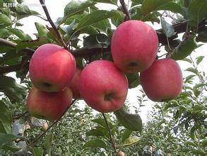 山东红富士苹果价格6毛1斤红富士苹果批发价格信息