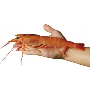 【进口红虾】长年批量阿根廷熟虾/红虾，船冻，2公斤/盒信息
