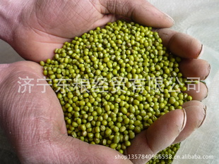 广东厂家直销各种高品质大粒明绿豆信息