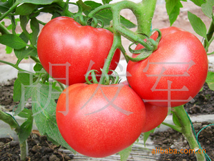 厂家批发配送无公害蔬菜西红柿番茄信息