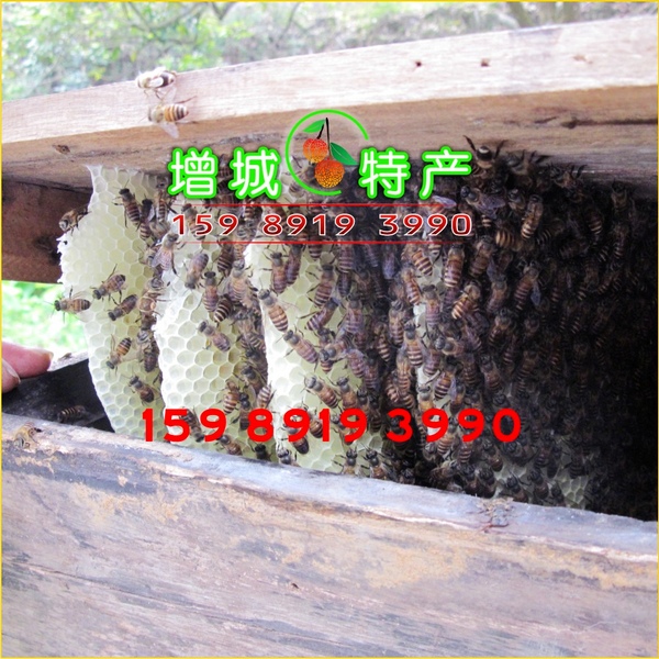 农村蜂蜜|自产蜂蜜信息