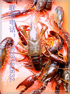 虾类水产海鲜批发盱眙龙虾|5钱以上龙虾|清水小虾|淡水龙虾信息