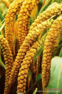 2012年金谷小米信息