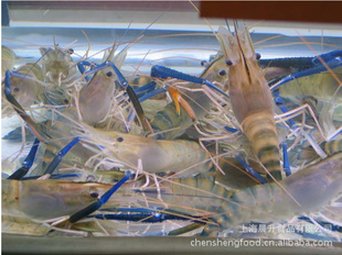 沼虾，罗氏沼虾，鲜活沼虾批发——上海晨升食品信息