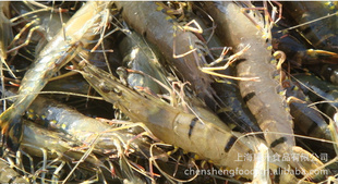 鲜活草虾/斑节对虾热卖——上海晨升食品水产海鲜信息