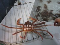 北朝鲜野生鲜活大板蟹信息