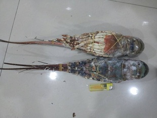 冰冻海鲜青龙龙虾1.5-2.5斤信息